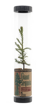 Load image into Gallery viewer, Packaged Live Trees
