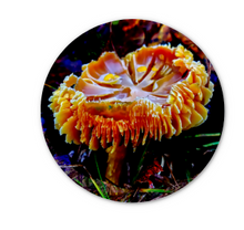 Load image into Gallery viewer, Screenshot 2024-11-13 140353
